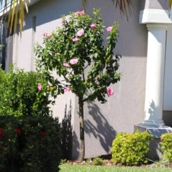 Pink Tropical Hibiscus Tree 8 Pink Tropical Hibiscus Tree -Fast Growing Trees Shop Tropical Pink Hibiscus 6