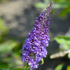 True Blue Butterfly Bush (Tree Form) -Fast Growing Trees Shop True Blue Butterfly 3 BB