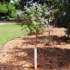 True Blue Butterfly Bush (Tree Form) -Fast Growing Trees Shop True Blue Butterfly 5