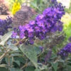 True Blue Butterfly Bush (Tree Form) -Fast Growing Trees Shop True Blue Butterfly FGT 600x600 c8fd70f2 c927 472f 8921 225e9450e39d