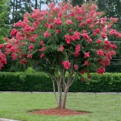 Tuscarora Crape Myrtle -Fast Growing Trees Shop Tuscarora Crape myrtle 2 FGT cb71a657 17a5 465a 96ac b99844a4b082