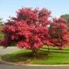 Tuscarora Crape Myrtle -Fast Growing Trees Shop Tuscarora Crape myrtle FGT 600x600 e2e12a08 5661 4eeb 80b4 7071bb7bcd0f