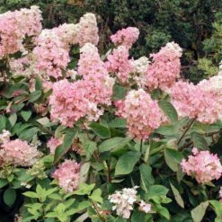 Vanilla Strawberry™ Hydrangea Shrub -Fast Growing Trees Shop Vanilla Strawberry Hydrangea 3 FGT