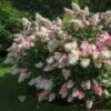 Vanilla Strawberry™ Hydrangea Shrub -Fast Growing Trees Shop Vanilla Strawberry Hydrangea FGT 600x600 4867194f d96b 47ef 8e0e 42a2f236ee41