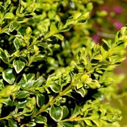 Variegated Boxwood Shrub -Fast Growing Trees Shop Variegated Boxwood 4 FGT