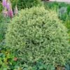 Variegated Boxwood Shrub -Fast Growing Trees Shop Variegated Boxwood FGT 600x600 15885245 1f25 4136 b802 41814201f8b5