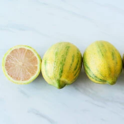 Pink Variegated Eureka Lemon Bush 6 Pink Variegated Eureka Lemon Bush -Fast Growing Trees Shop Variegated Pink Eureka 2 BB