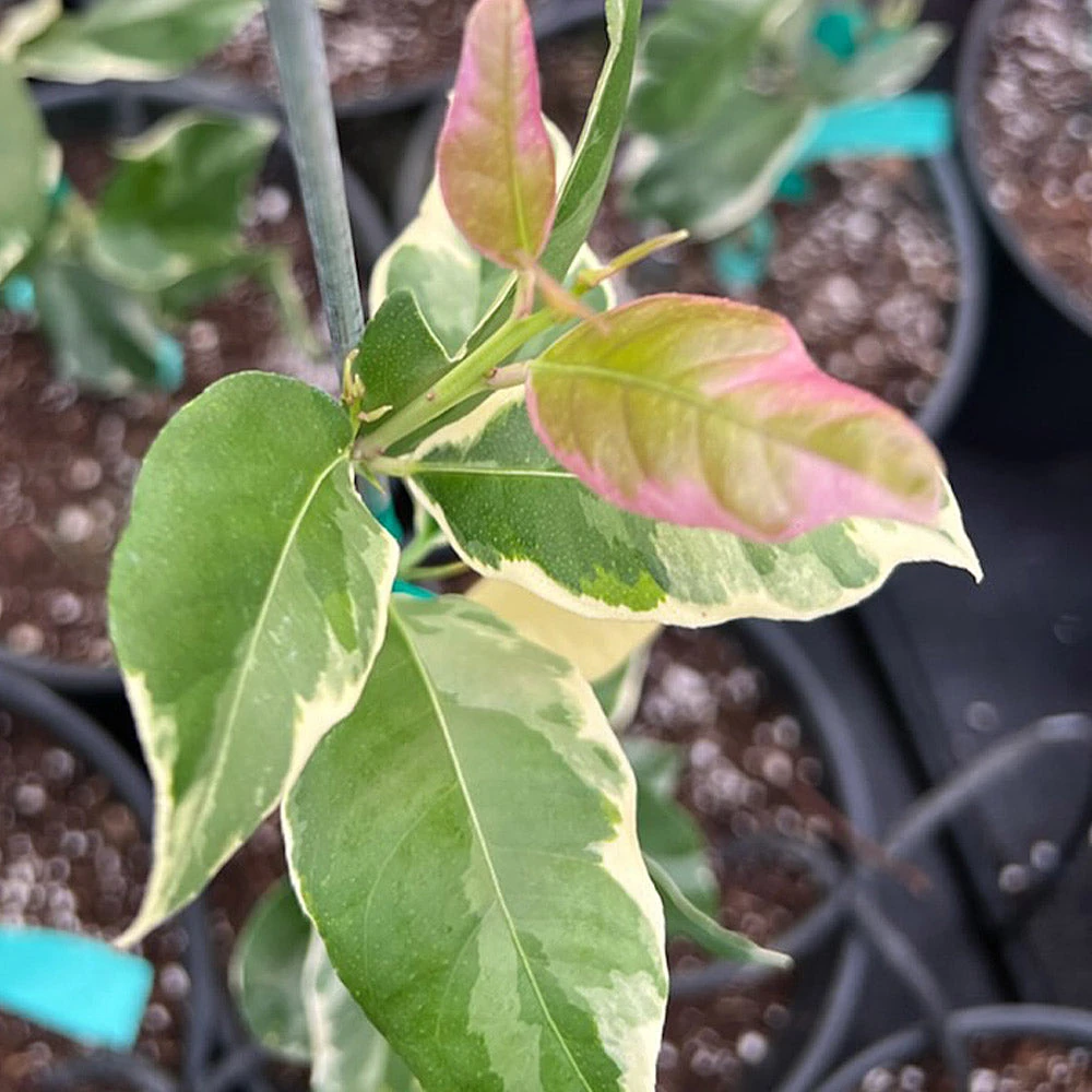Pink Variegated Eureka Lemon Bush 4 Pink Variegated Eureka Lemon Bush - Image 4