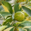 Pink Variegated Eureka Lemon Tree 10 Pink Variegated Eureka Lemon Tree -Fast Growing Trees Shop Variegated Pink Eureka FGT 600x600 28047feb ac18 41c2 bc96 59d832f1d942