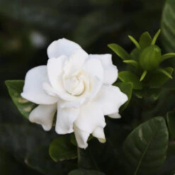 Gardenia 'Veitchii' Shrub -Fast Growing Trees Shop Veitchii Gardenia 2 FGT