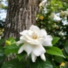 Gardenia 'Veitchii' Shrub -Fast Growing Trees Shop Veitchii Gardenia FGT 600x600 682342a2 f824 4657 b803 57a8bc017673