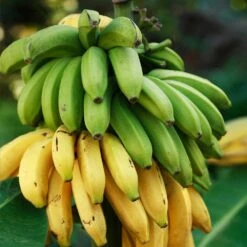 Veranda Banana Tree 9 Veranda Banana Tree -Fast Growing Trees Shop Veranda Banana 3 FGT