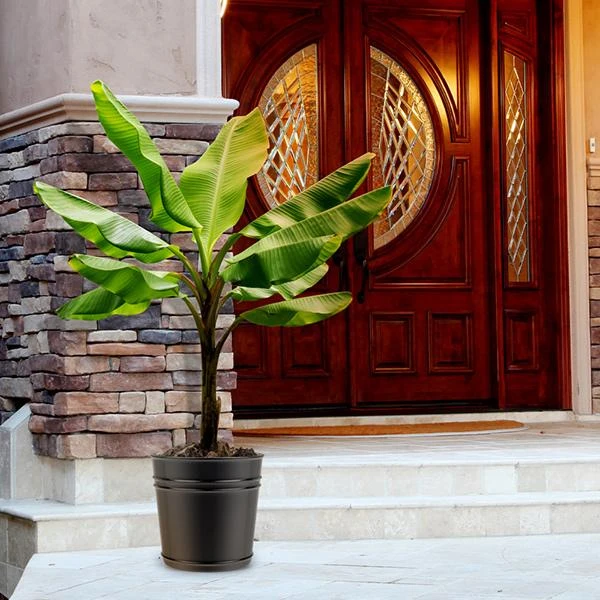 Veranda Banana Tree 1 Veranda Banana Tree