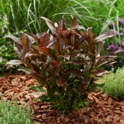 Coppertop® Sweet Viburnum Shrub -Fast Growing Trees Shop Viburnum Coppertop 2