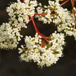 Coppertop® Sweet Viburnum Shrub -Fast Growing Trees Shop Viburnum Coppertop 3