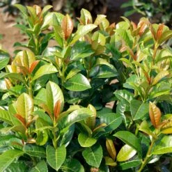 Volcano Cherry Laurel -Fast Growing Trees Shop Volcano Laurel 3 FGT