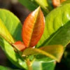 Volcano Cherry Laurel -Fast Growing Trees Shop Volcano Laurel FGT 600x600 5b1227ca 084f 4e2e 90ae 343c02974e7c
