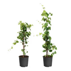 Fast Growing Trees Shop -Fast Growing Trees Shop WIne Lovers Kit 1