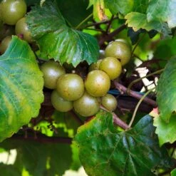 Wine Lover's Kit -Fast Growing Trees Shop WIne Lovers Kit 3