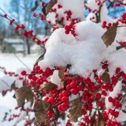 Winter Red Winterberry Holly Shrub -Fast Growing Trees Shop WInter Red winterberry 3