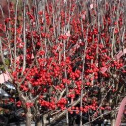 Winter Red Winterberry Holly Shrub -Fast Growing Trees Shop WInter Red winterberry 3G