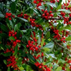 Winter Red Winterberry Holly Shrub -Fast Growing Trees Shop WInter Red winterberry 6