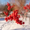 Winter Red Winterberry Holly Shrub -Fast Growing Trees Shop WInter Red winterberry FGT 600x600 001b38bb 63bf 457e 9a8b 139728ed43c5