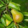 Warren Pear Tree -Fast Growing Trees Shop Warren Pear Tree 600x600 daf30642 4b77 4450 b4a7 cdf417b4a88d