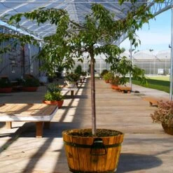 Weeping Extraordinaire™ Cherry Tree -Fast Growing Trees Shop Weeping Extraordinaire Cherry 1