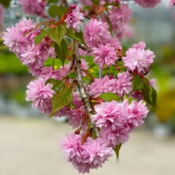 Weeping Extraordinaire™ Cherry Tree -Fast Growing Trees Shop Weeping Extraordinaire Cherry 2