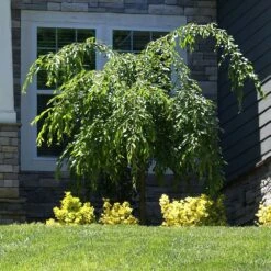 Weeping Extraordinaire™ Cherry Tree -Fast Growing Trees Shop Weeping Extraordinaire Cherry 4