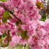 Weeping Extraordinaire™ Cherry Tree -Fast Growing Trees Shop Weeping Extraordinaire Cherry 600x600 6db8ddad cd8c 43b7 9fde 4fb4a2d1ced2