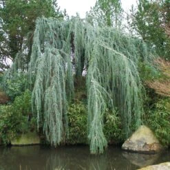 Weeping Blue Atlas Cedar Tree -Fast Growing Trees Shop Weeping Blue atlas Cedar 1