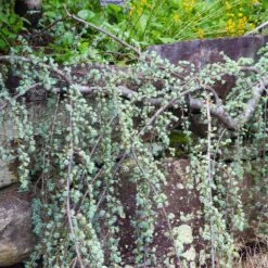 Weeping Blue Atlas Cedar Tree -Fast Growing Trees Shop Weeping Blue atlas Cedar 5 FGT
