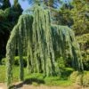Weeping Blue Atlas Cedar Tree -Fast Growing Trees Shop Weeping Blue atlas Cedar FGT 600x600 620d59be 203f 4004 b56d 59c520d54305