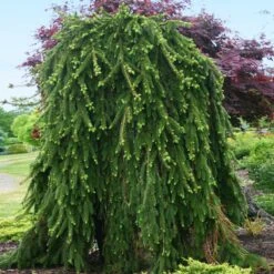 Weeping Norway Spruce Tree -Fast Growing Trees Shop Weeping Norway SPruce 2