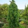 Weeping Norway Spruce Tree -Fast Growing Trees Shop Weeping Norway SPruce FGT 600x600 d111cbd0 5666 4827 8dfd af7284e7506e