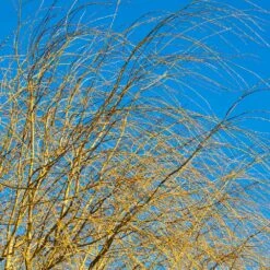 Weeping Willow -Fast Growing Trees Shop Weeping Willow 14