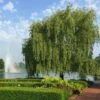 Weeping Willow -Fast Growing Trees Shop Weeping Willow FGT 600x600 b02e8bcf 24b9 48b6 9038 817ddd25cb18