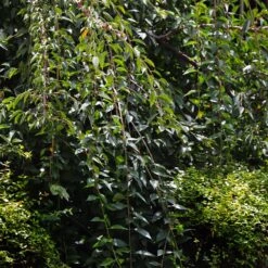 Weeping Yoshino Cherry Tree -Fast Growing Trees Shop Weeping Yoshino Cherry 3