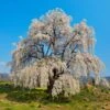 Weeping Yoshino Cherry Tree -Fast Growing Trees Shop Weeping Yoshino Cherry 600x600 a651f7d0 537b 4dfb 8619 ebabb2d54c44