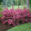 Sonic Bloom® Weigela Shrub -Fast Growing Trees Shop Weigela Sonic Bloom Pink FGT 600x600 b76c560e 7c40 440b 8368 37b9949f794e