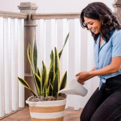 Air-Purifying House Plant Kit -Fast Growing Trees Shop Whie Watering Can 2 af5196b4 a77c 4b15 b895 8aae9ad1b861