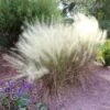 White Cloud Muhly Grass -Fast Growing Trees Shop White Cloud Muhly Grass FGT 600x600 d8a1f48b 237f 4352 8030 fb79a8192b80