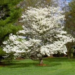 White Dogwood 12 White Dogwood -Fast Growing Trees Shop White Dogwood 7 FGT