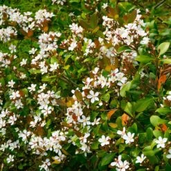 Snow White Indian Hawthorn Shrub -Fast Growing Trees Shop White Indian Hawthorn 1