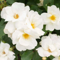 White Knock Out® Rose -Fast Growing Trees Shop White Knockout Rose 3