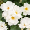 White Knock Out® Rose -Fast Growing Trees Shop White Knockout Rose FGT 600x600 fc28c2f4 7035 4827 9469 63a39fd1b55c