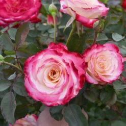 White Lies™ Rose Shrub 7 White Lies™ Rose Shrub -Fast Growing Trees Shop White Lies Rose 2