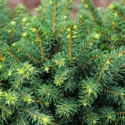 White Spruce Tree -Fast Growing Trees Shop White Spruce Tree 3 FGT